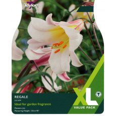 TAYLORS Lilly Regale   XL Value