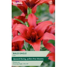 TAYLORS Lily Bald Eagle TAYLORS Lily Bald Eagle
