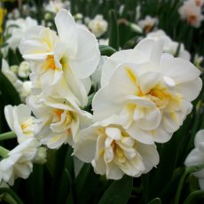 POTTED SPRING BULB Daffodil 'Sir Winston Churchill'   9cm