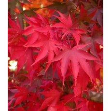 Acer palmatum 'Osakazuki'   3L Acer palmatum 'Osakazuki'   3L