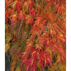 Acer palmatum var. dissectum 'Seiryu'   3L Acer palmatum var. dissectum 'Seiryu'   3L