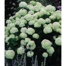 Hydrangea arborescens 'Annabelle'  5L
