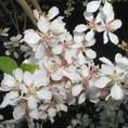 Prunus tomentosa   2L