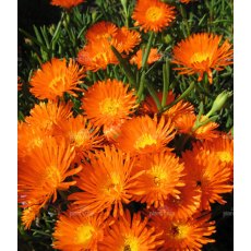 ALPINE Lampranthus - Orange 9cm ALPINE Lampranthus - Orange 9cm