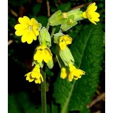 ALPINE Primula veris   1L