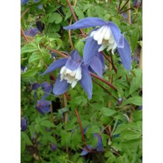 Clematis alpina 'Francis Rivis'   17cm