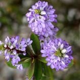 Hebe 'Pascal'   2L Hebe 'Pascal'   2L