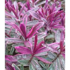 Hebe 'Sweet Dreams'   2L Hebe 'Sweet Dreams'   2L