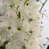 Delphinium 'Galahad'  2L
