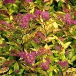 Spiraea japonica 'Firelight'  2L Spiraea japonica 'Firelight'  2L