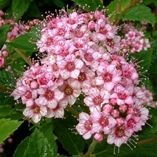Spiraea japonica 'Little Princess'  2L Spiraea japonica 'Little Princess'  2L
