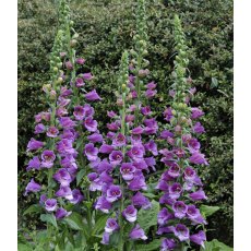 Digitalis 'Dalmation Purple'   2L
