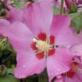 Hibiscus syriacus 'Woodbridge'   3L Hibiscus syriacus 'Woodbridge'   3L