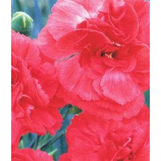 GARDEN PINK Dianthus 'Diane'   9cm