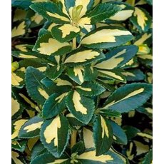Euonymus fortunei 'Blondy'  3L Euonymus fortunei 'Blondy'  3L