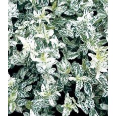 Euonymus fortunei 'Harlequin'  3L Euonymus fortunei 'Harlequin'  3L