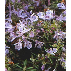 Rosmarinus officinalis prostratus group   3L Rosmarinus officinalis prostratus group   3L