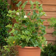 Melon 'France Mini Hybrid' 9cm Melon 'France Mini Hybrid' 9cm