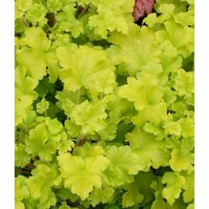 Heuchera 'Lime Marmalade'   2L
