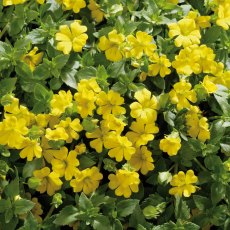 Bacopa 'Mecardonia Golden Flakes'   9cm/10cm