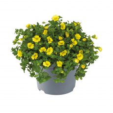 Bacopa 'Mecardonia Golden Flakes'   9cm/10cm