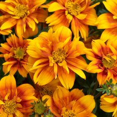 Bidens 'Bee Happy Double Orange'   9cm/10.5cm