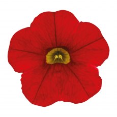 Calibrachoa 'Cabaret Early Bright Red'   9cm/10cm