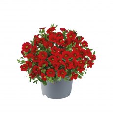 Calibrachoa 'Cabaret Early Bright Red'   9cm/10cm