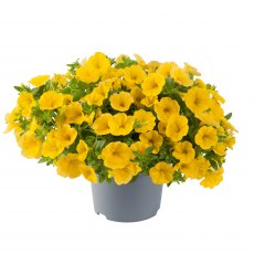 Calibrachoa 'Cabaret Early Bright Yellow'   9cm/10cm