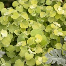 Helichrysum Golden Leaved  9cm