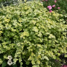 Helichrysum Golden Leaved  9cm