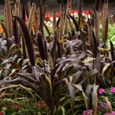 Millet 'Copper Prince'   1L