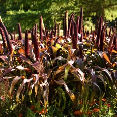 Millet 'Copper Prince'   1L