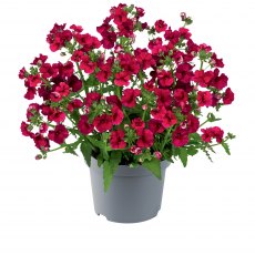 Nemesia 'Sunmesia Dark Red'    9cm/10cm