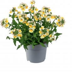 Nemesia 'Sunmesia Yellow'   9cm/10cm