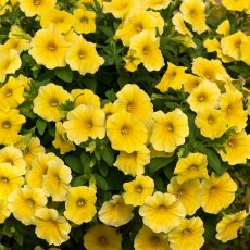 Petchoa 'Caliburst Yellow'   9cm/10cm