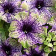 Petunia Amazonas 'Plum Cockatoo'   9cm/10cm