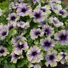 Petunia Amazonas 'Plum Cockatoo'   9cm/10cm