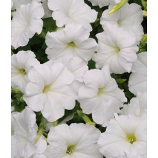 Petunia 'Easy Wave White'   9cm