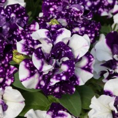 Petunia 'Sweet Sunshine Blue Sky'   9cm/10cm