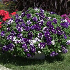 Petunia 'Sweet Sunshine Blue Sky'   9cm/10cm