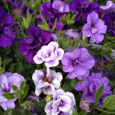 Trixi 'Blue Petticoat'    1L