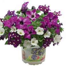 Trixi 'Circus Sky'    1L