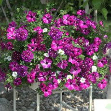 Trixi 'Circus Sky'    1L