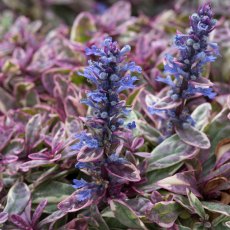 ALPINE Ajuga tenorii 'Princess Nadia' 1L ALPINE Ajuga tenorii 'Princess Nadia' 1L