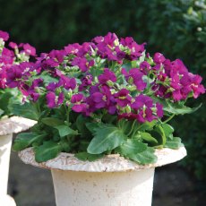 ALPINE Arabis 'Lotti Rose Deep' 1L ALPINE Arabis 'Lotti Rose Deep' 1L