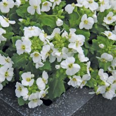ALPINE Arabis 'Lotti White' 1L ALPINE Arabis 'Lotti White' 1L
