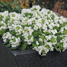 ALPINE Arabis 'Lotti White' 1L ALPINE Arabis 'Lotti White' 1L