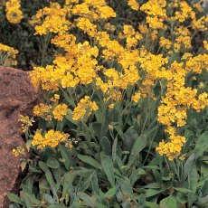 ALPINE Aurinia saxatilis 'Gold Ball' 1L ALPINE Aurinia saxatilis 'Gold Ball' 1L