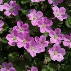 ALPINE Erodium x variabile 'Bishop's Form' 1L ALPINE Erodium x variabile 'Bishop's Form' 1L